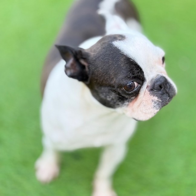 Photo of Polly