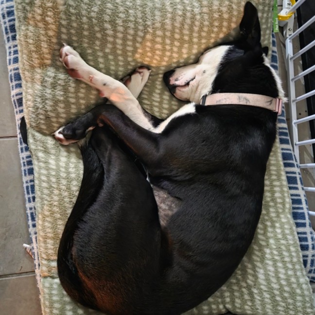 Photo of Annie