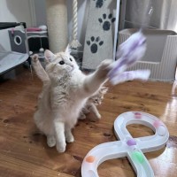 Photo of Kaiya *9 Lives Project Rescue*