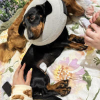 Photo of Roxy