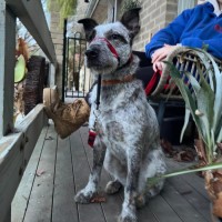 Photo of Runi