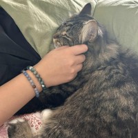 Photo of Pollywaffle