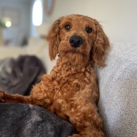 Photo of Crumpet