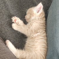 Photo of Svinya & Bubbles