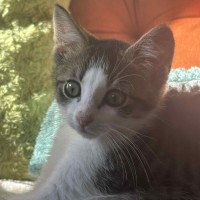 Photo of Valentino ** 2nd Chance Cat Rescue **