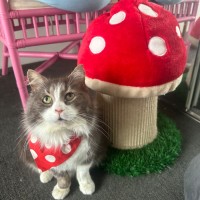 Photo of Mr Fluffaluffagus