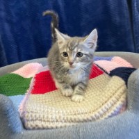 Photo of Dasher