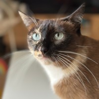 Photo of Cleo