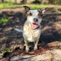 Photo of Marley