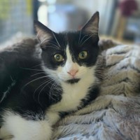 Photo of Moggle