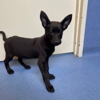 Photo of Shep