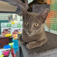 Photo of Mikael ** 2nd Chance Cat Rescue**