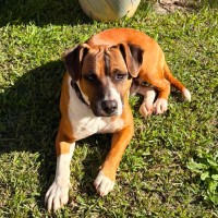 Photo of Sarge