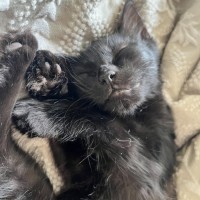 Photo of Chloe *9 Lives Project Rescue*