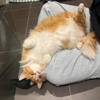 Photo of Simba And Samson 