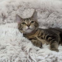 Photo of Taco