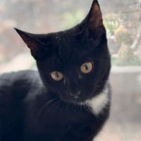 Photo of 🌺 Poppy 🌺