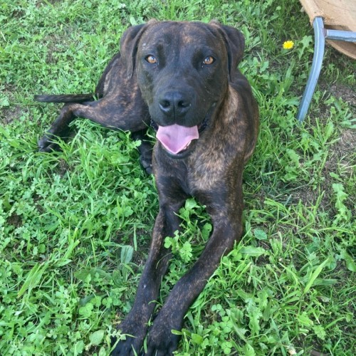 Boris - Mastiff x Great Dane Dog