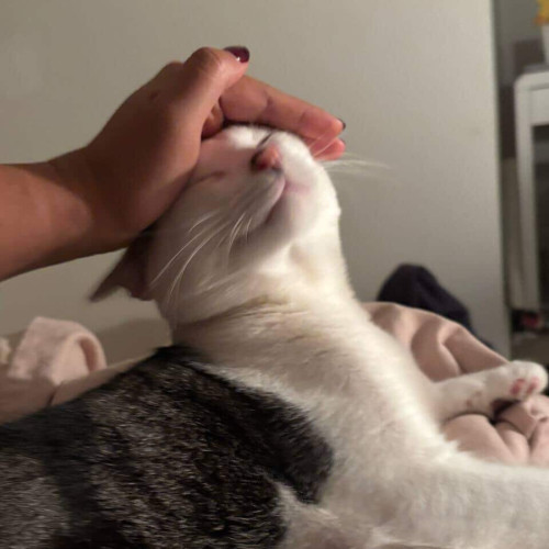 Dipsy - Domestic Short Hair (DSH) Cat