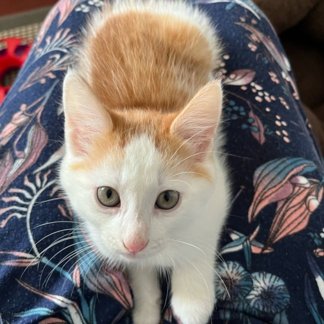 Photo of ⭐️ Dino ⭐️