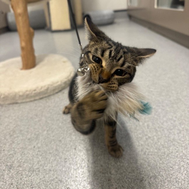 Photo of The Rizzler 