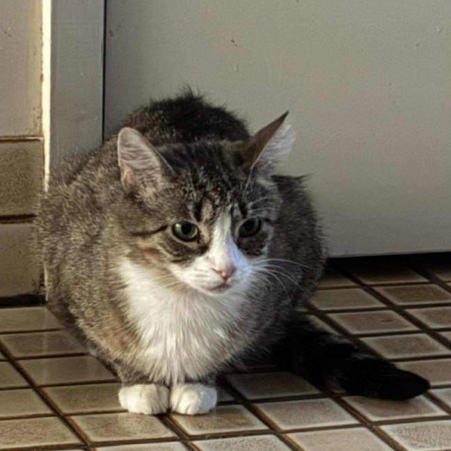 Photo of Prada
