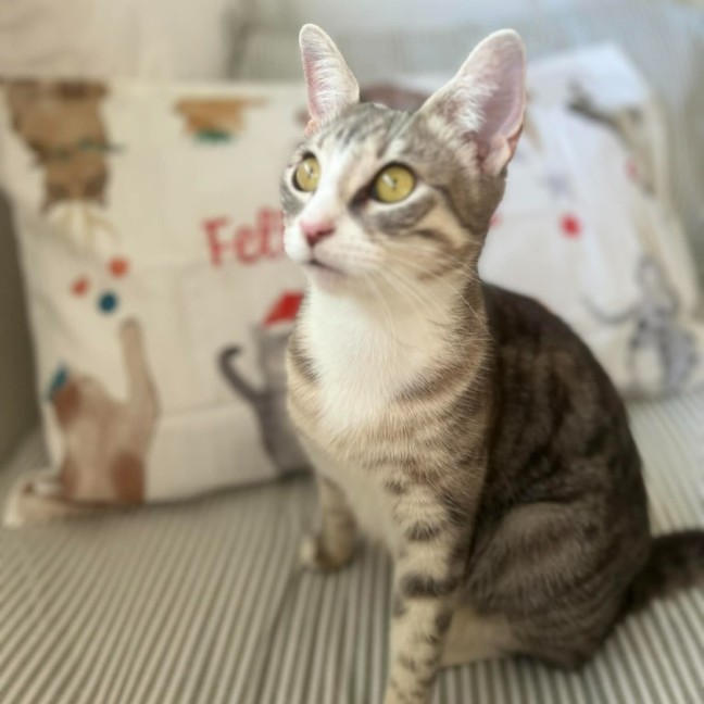 Photo of Lulu   In Foster Care In Doreen