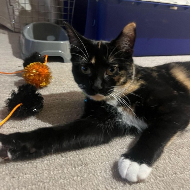 Photo of Chip & Dale