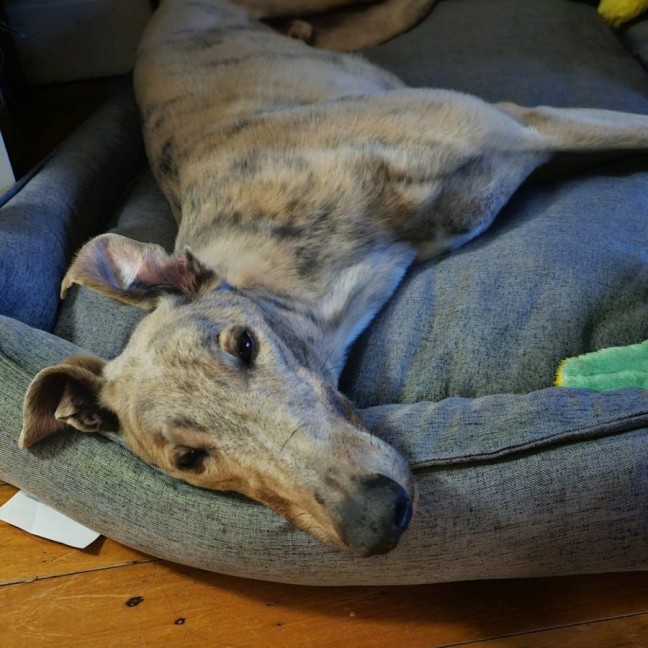 Photo of Ace, The Greyhound 