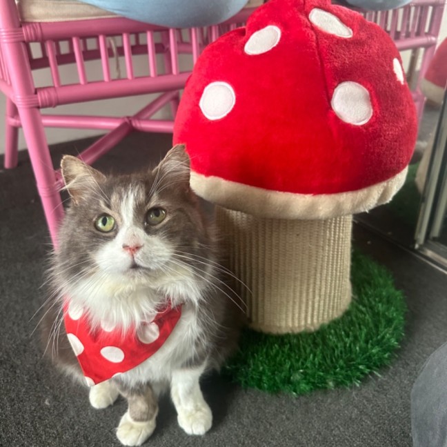 Photo of Mr Fluffaluffagus