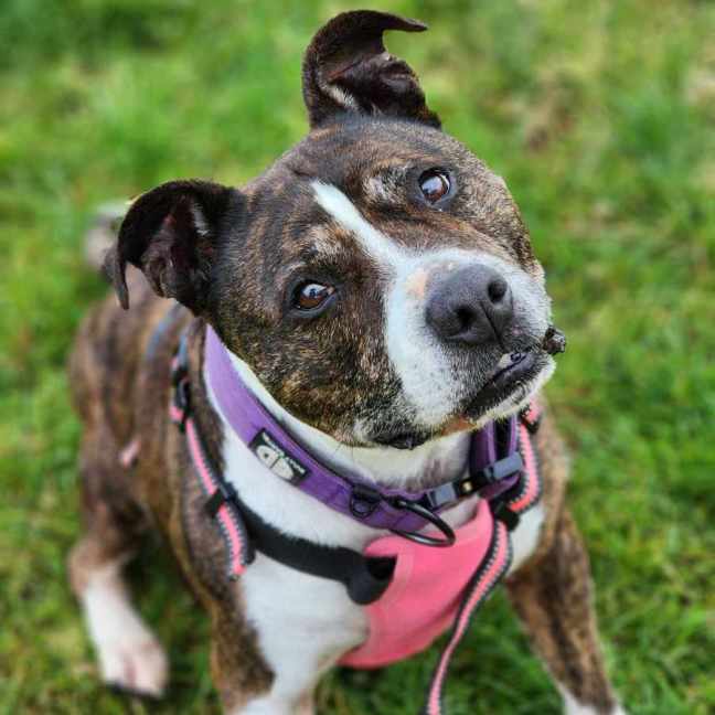 Photo of 🌷 Bonnie 5211 🌷