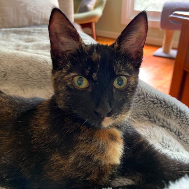Photo of Tilly ^^Dandy Cat Rescue^^