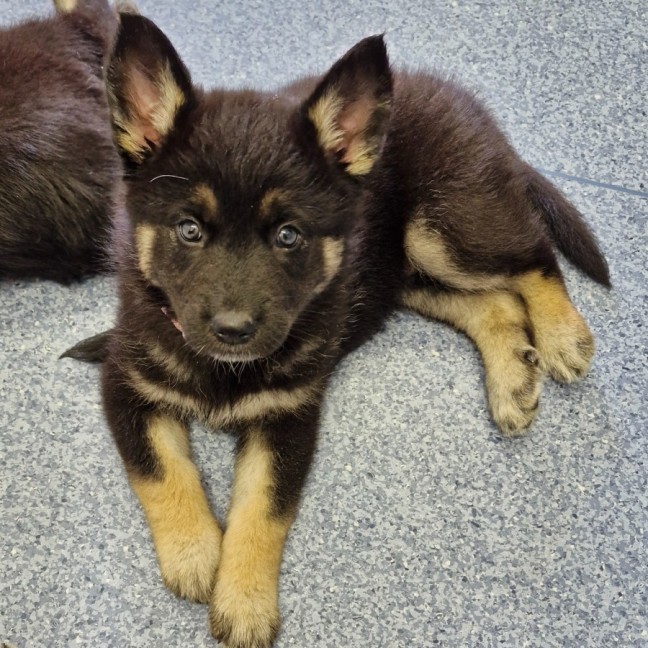 Photo of D1042 Sadie