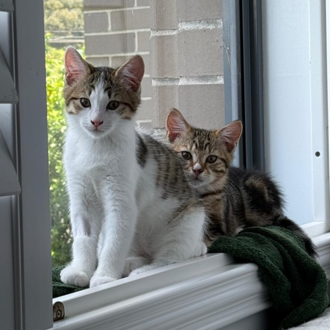 Photo of Pear And Pineapple 