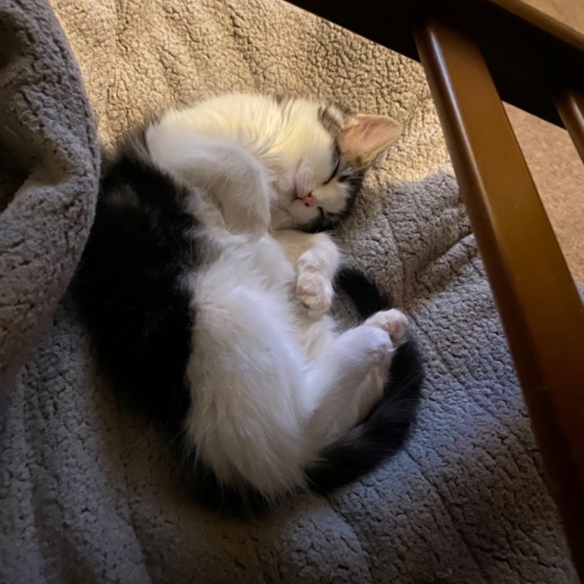 Photo of Birdie **2nd Chance Cat Rescue**