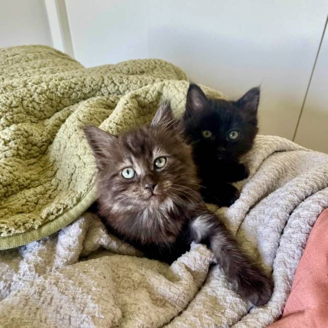 Photo of Buddy & Bear