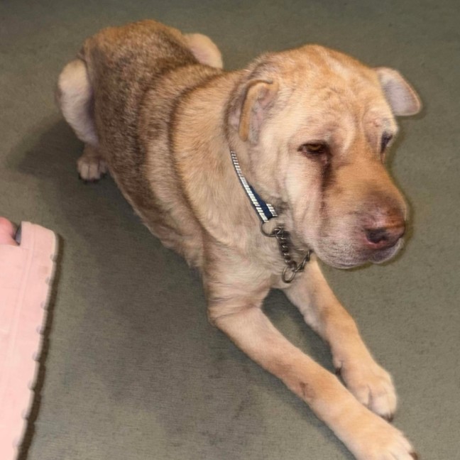 Photo of Ella & Angel