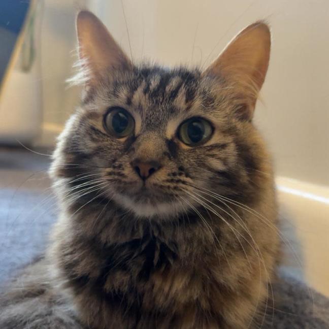 Photo of Skittles
