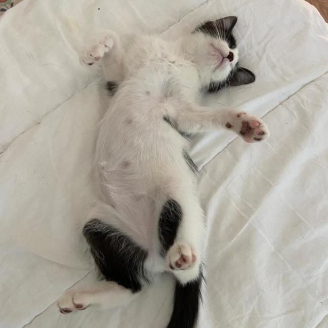 Photo of Chilli