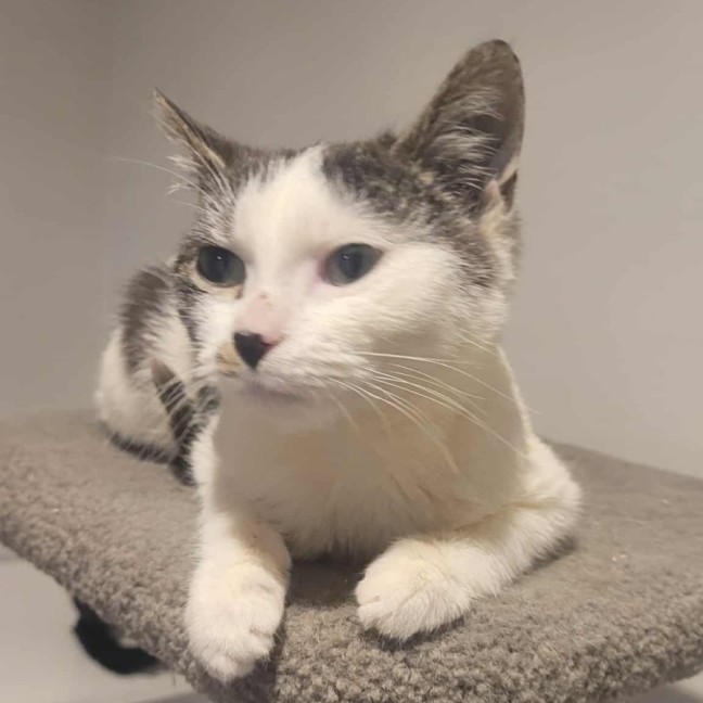 Photo of Rodger Federer ** 2nd Chance Cat Rescue **