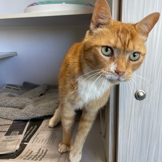 Photo of George Lawrence 