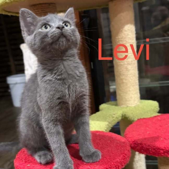 Photo of Levi❤️