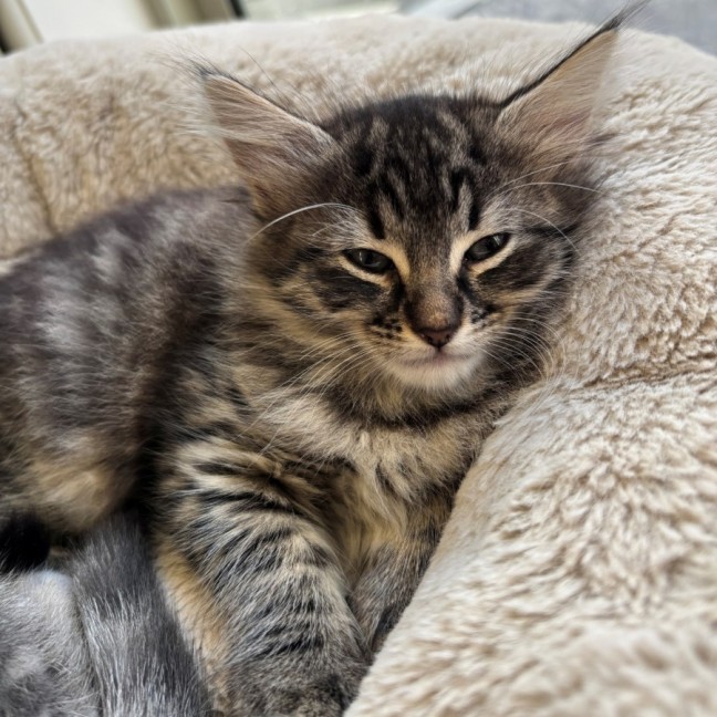 Photo of C1596 Kiki