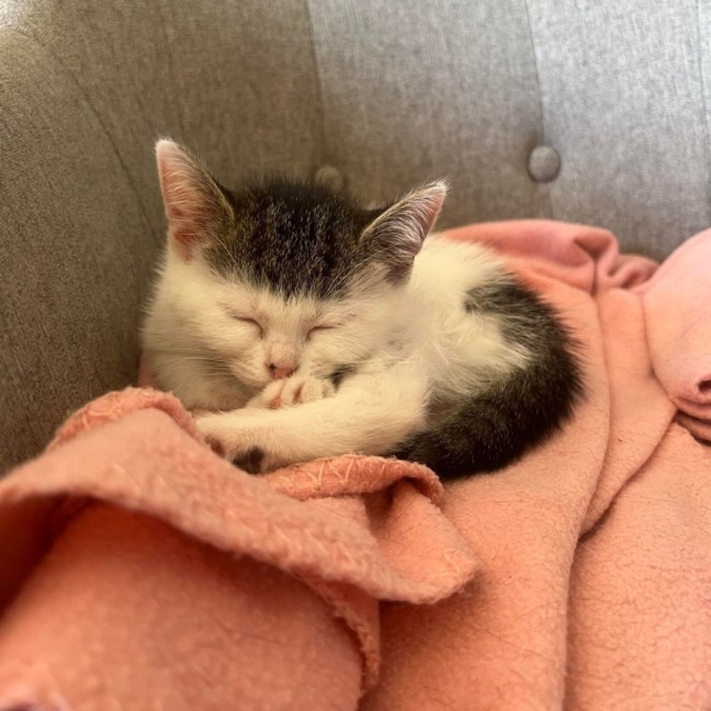 Photo of Lilly Pilly