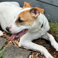 Photo of Harry 🎾🐕 (Assisted Rehome)