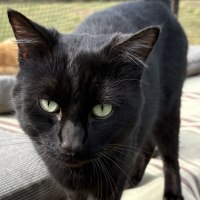 Photo of Loki