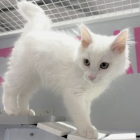 Photo of Marshmellow