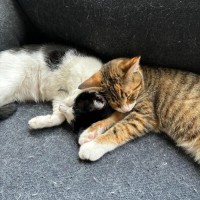 Photo of Lemme & Evie