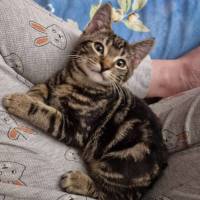 Photo of Goose