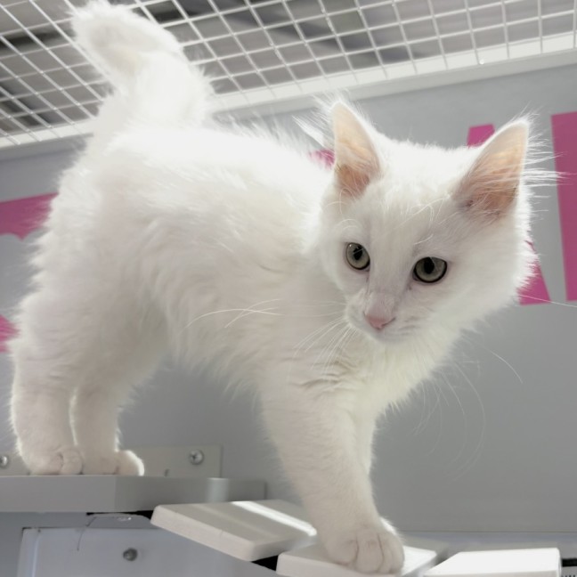 Photo of Marshmellow